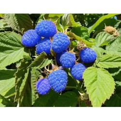 Bebida Energética Bang Energy Blue Razz 500ml