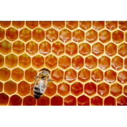 Miel Multifloral de la alcarria 1 kg