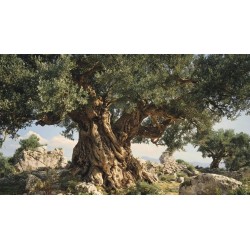 Aceitunas Al Estilo de Campo Real 7.8kg