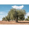 Aceitunas Al Estilo de Campo Real 7.8kg