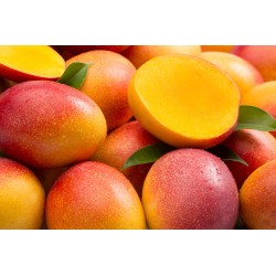 Jarabe Mango Sanz Sin Alcohol 0º