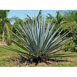 Tequila Yuppies  | Comprar al Mejor Precio