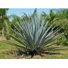 Tequila Yuppies  | Comprar al Mejor Precio