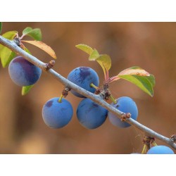 Rives Endrinas Sloe 70cl