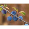 Rives Endrinas Sloe 70cl